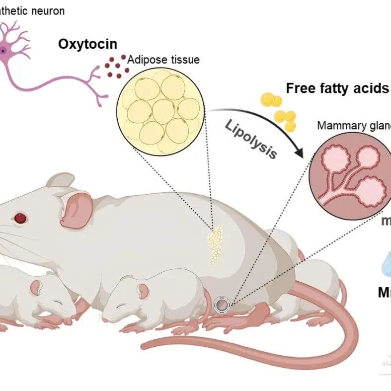 Cell Metabolism | 武汉大学李二伟团队与合作者揭示脂肪细胞催产素信号调控乳汁脂质生成的机制
