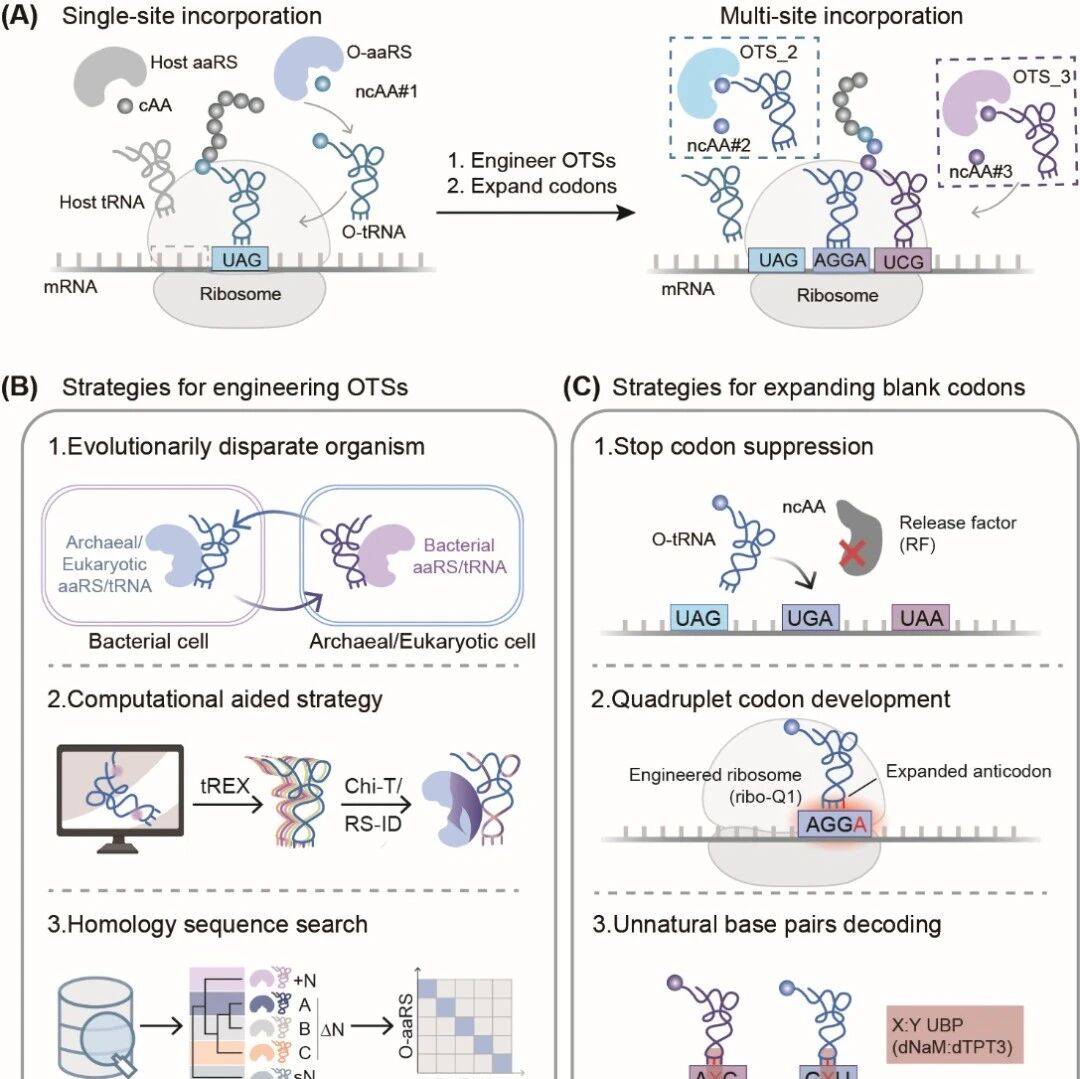 Trends in Biochemical Sciences | 浙江大学林世贤实验室发表多重遗传编码非天然氨基酸的综述论文