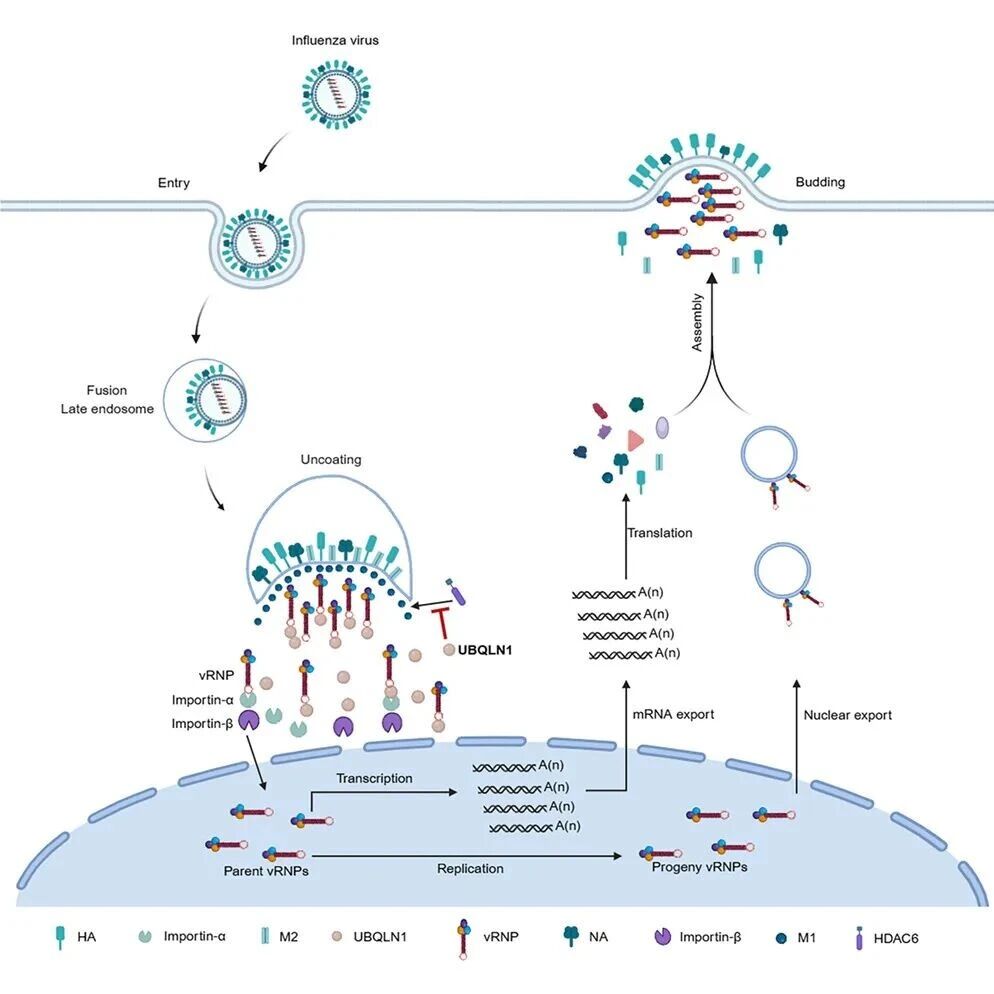 Cell Reports | 广州医科大学侯盼盼团队合作揭示抗流感病毒新机制