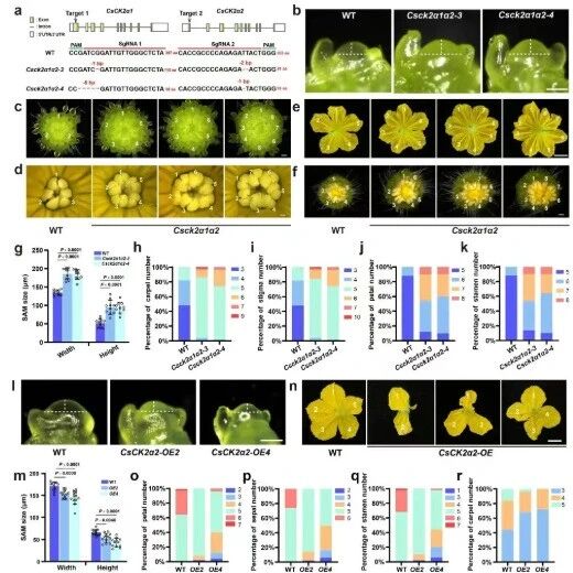 Nature Commun | 中国农业大学张小兰团队发现植物茎尖分生组织调控的新机制