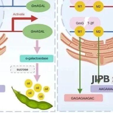 JIPB | 东北农业大学陈庆山/赵莹团队阐明GmGT-2F通过调控α-半乳糖苷酶活性影响大豆油分含量的新机制