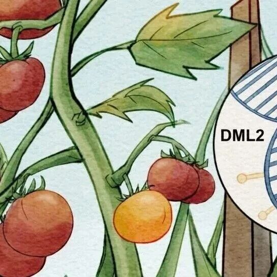 JIPB | 封面故事：四川大学张阳团队揭示光信号通过调控SlDML2介导的DNA去甲基化影响番茄果实整体成熟和代谢
