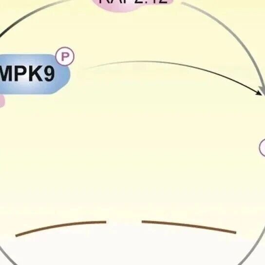 New Phytol | 中山大学肖仕团队揭示植物低氧信号调控的“刹车”机制