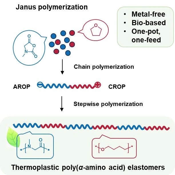 浙江大学凌君教授课题组 Macromolecules：无金属催化剂催化两仪聚合构筑聚氨基酸热塑性弹性体