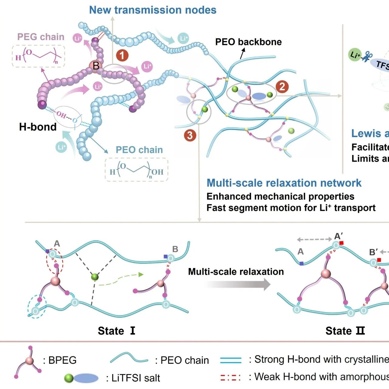 江南大学刘天西/陈苏莉 Macromolecules: 多尺度松弛策略破解聚合物电解质离子传导-力学性能“跷跷板”难题