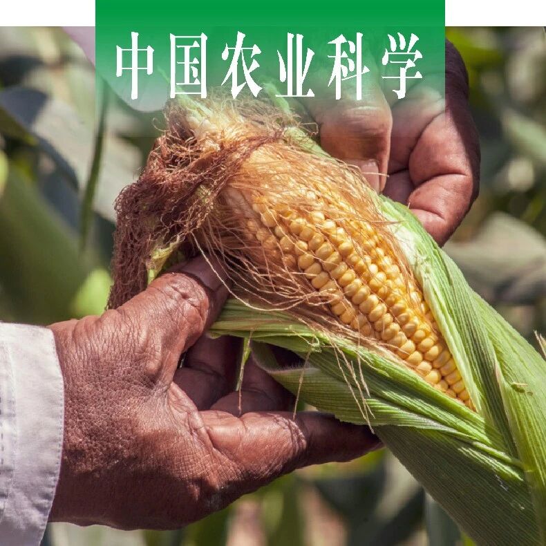 中国农业科学 | 中国农科院作科所玉米精准栽培课题组利用多模型解析玉米籽粒容重的营养品质贡献度与区域异质性