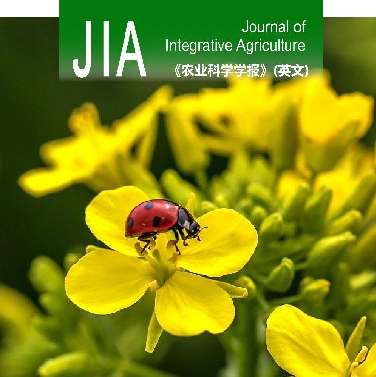 JIA优先上线 | 华中农大油菜栽培生理团队发现免耕结合无人机飞播可通过优化群体竞争与茎秆结构协同提升油菜抗倒性与产量