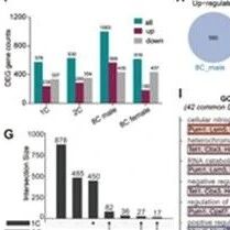 Adv Sci：复旦大学丁国莲等团队合作发现精子小RNA携带生物钟失调信息，损害后代大脑发育