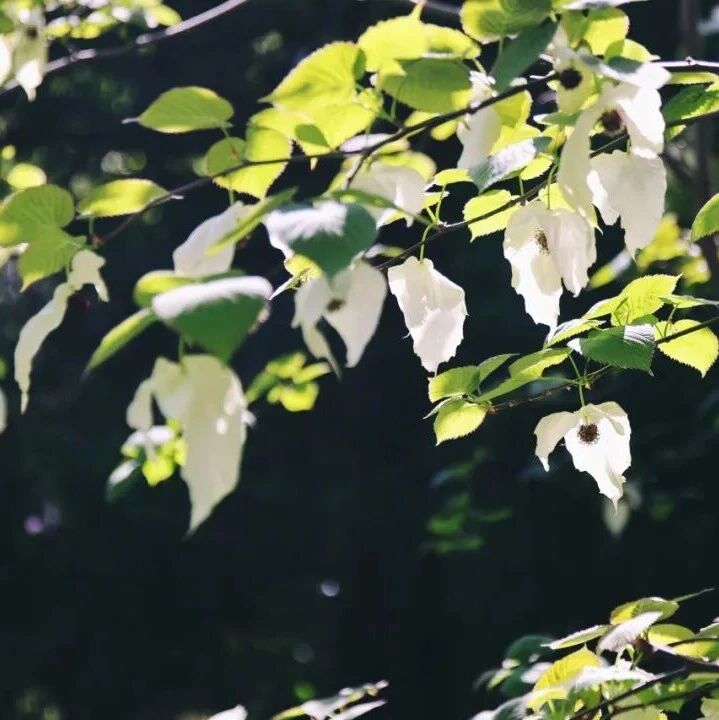 清华大学曹炳阳教授团队：芯片热管理材料，范德华异质结构-非对称热输运 | Nature Electronics