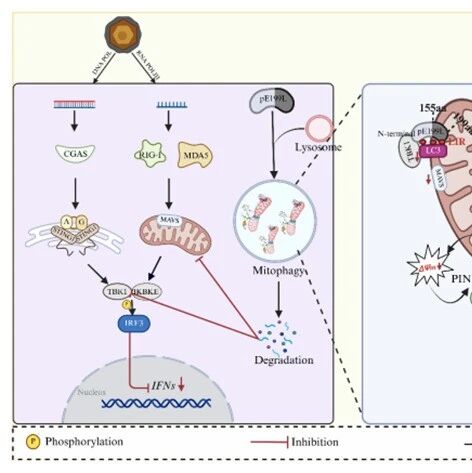 Autophagy | 动医学院动物重大疫病病原感染和致病机制研究团队在非洲猪瘟病毒免疫逃逸机制研究中取得重要突破