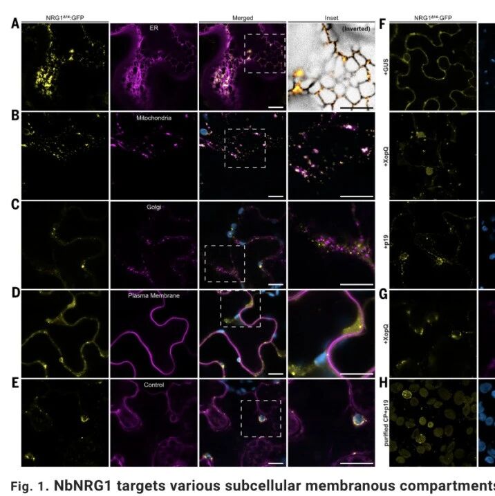 文献解读 | Science：英国帝国理工学院等发现辅助NLR NRG1作为叶绿体钙通道触发植物免疫