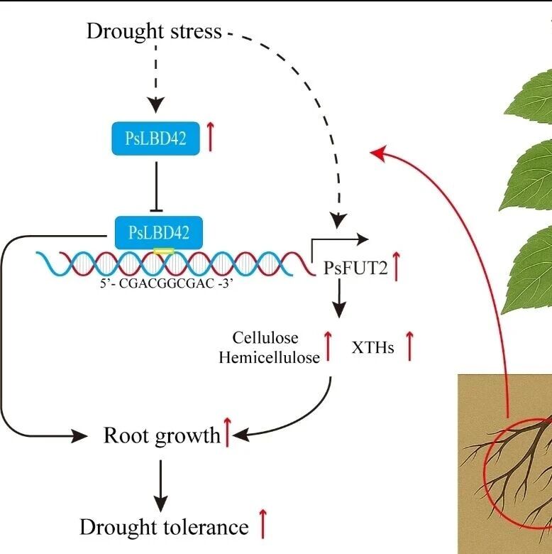 Plant Cell Environ｜西北农林科技大学林学院张春霞课题组揭示LBD转录因子调控杨树抗旱性的分子机制