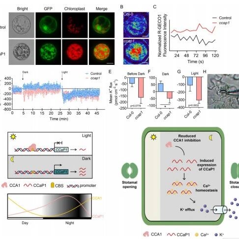 Plant Cell Environ|陕西师范大学王喆之与闫亚平团队揭示拟南芥生物钟蛋白CCA1通过负调控钙结合蛋白CCaP1介导黑暗诱导气孔运动的分子机制