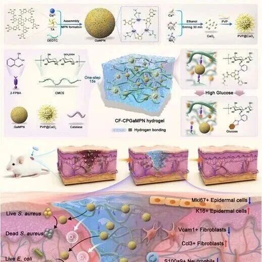 Adv Sci | 四川大学张凌琳等开发新的水凝胶，通过调控细胞异质性促进糖尿病创面愈合