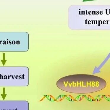 PJ | 云南农大，西北农林等单位合作揭示高海拔环境通过VvbHLH88-VvUFGT模块调控葡萄花色苷合成的分子途径