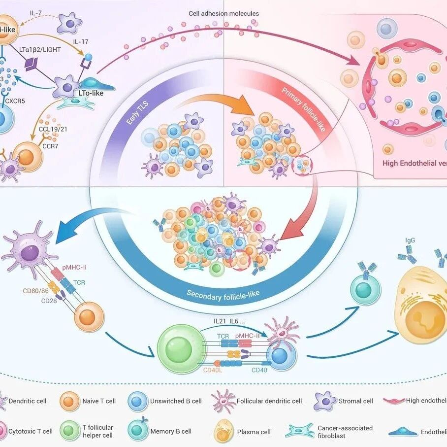 The Innovation Oncology | 肿瘤里的“免疫前线指挥部”：三级淋巴结构如何重塑癌症治疗