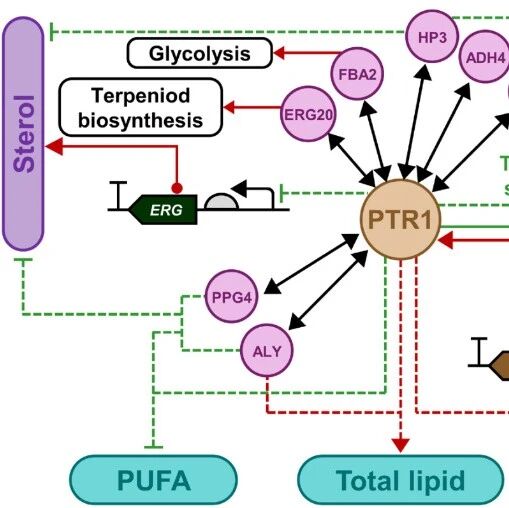 PNAS | 细胞代谢的“交警”：青岛能源所王士安团队发现保守的泛素连接酶如何用“分子红绿灯”调度虾青素、甾醇和脂肪的合成