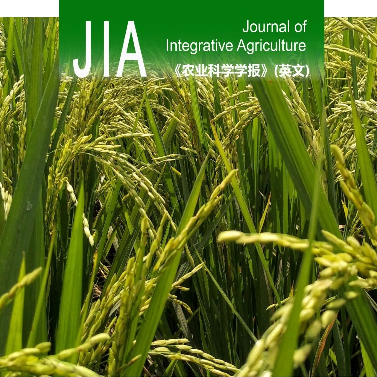 JIA | 2024–2026年「水稻栽培生理生态」方向论文合集