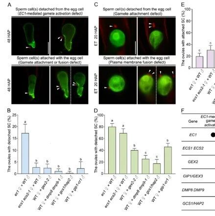 Plant Com | 北京大学钟声团队揭示被子植物配子互作的新机制