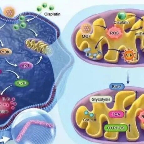 扬州大学附属医院《Advanced Materials》：基于GelMA水凝胶的功能化纳米酶微胶囊通过线粒体稳态重塑预防耳聋