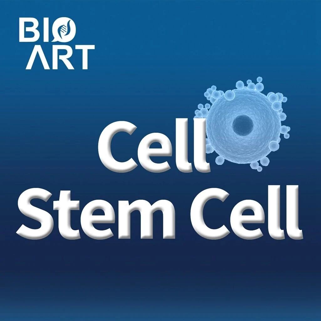 Cell Stem Cell | 体外月经周期模型揭示人类子宫内膜修复的关键开关