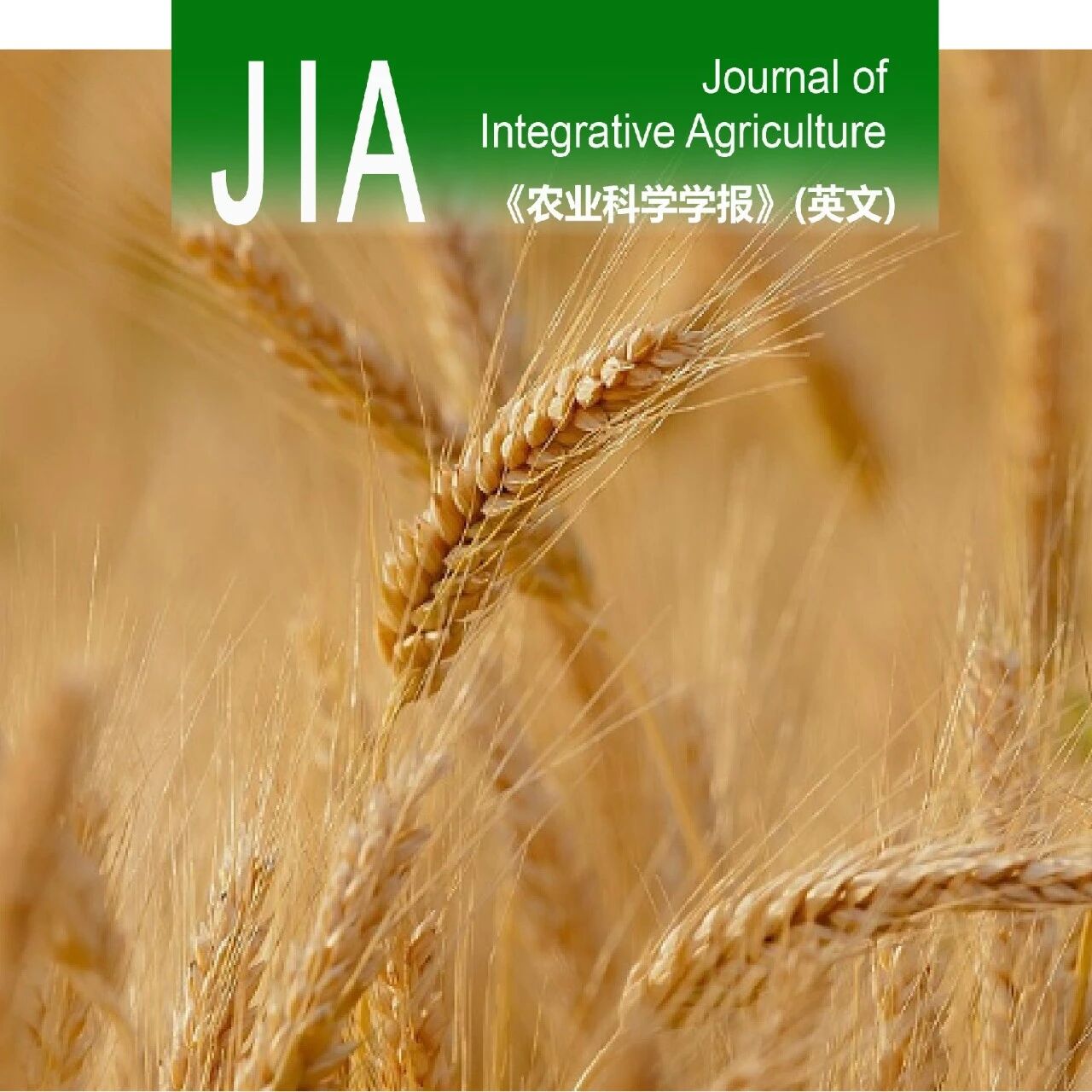 JIA | 2024–2026年「麦类遗传育种」论文合集