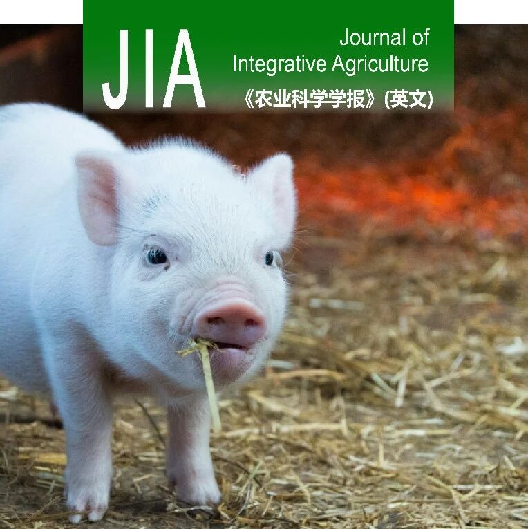 JIA优先上线 | 浙江大学王新霞团队联合重庆畜牧科学院孙静团队：肠道微生物代谢物通过m⁶A RNA甲基化调控无菌仔猪和粪菌移植仔猪脂肪沉积