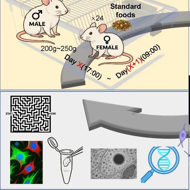 Translational Psychiatry | 广州健康院等利用化学重编程hCiPSC衍生的神经干细胞逆转自闭症鼠神经炎症与菌群失调