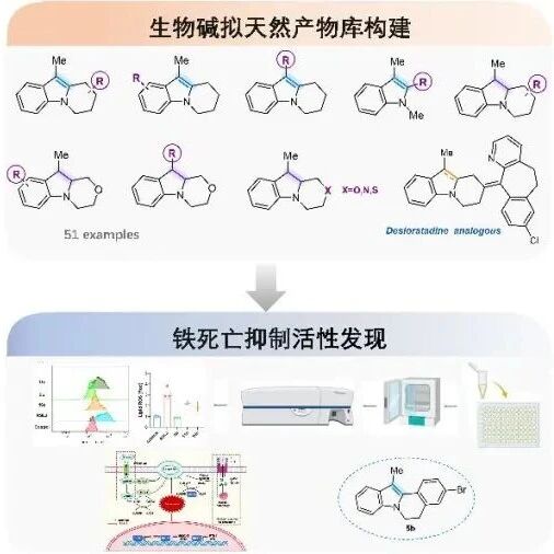 上海中医药大学张宇团队在拟天然产物库与新药发现领域获重要进展