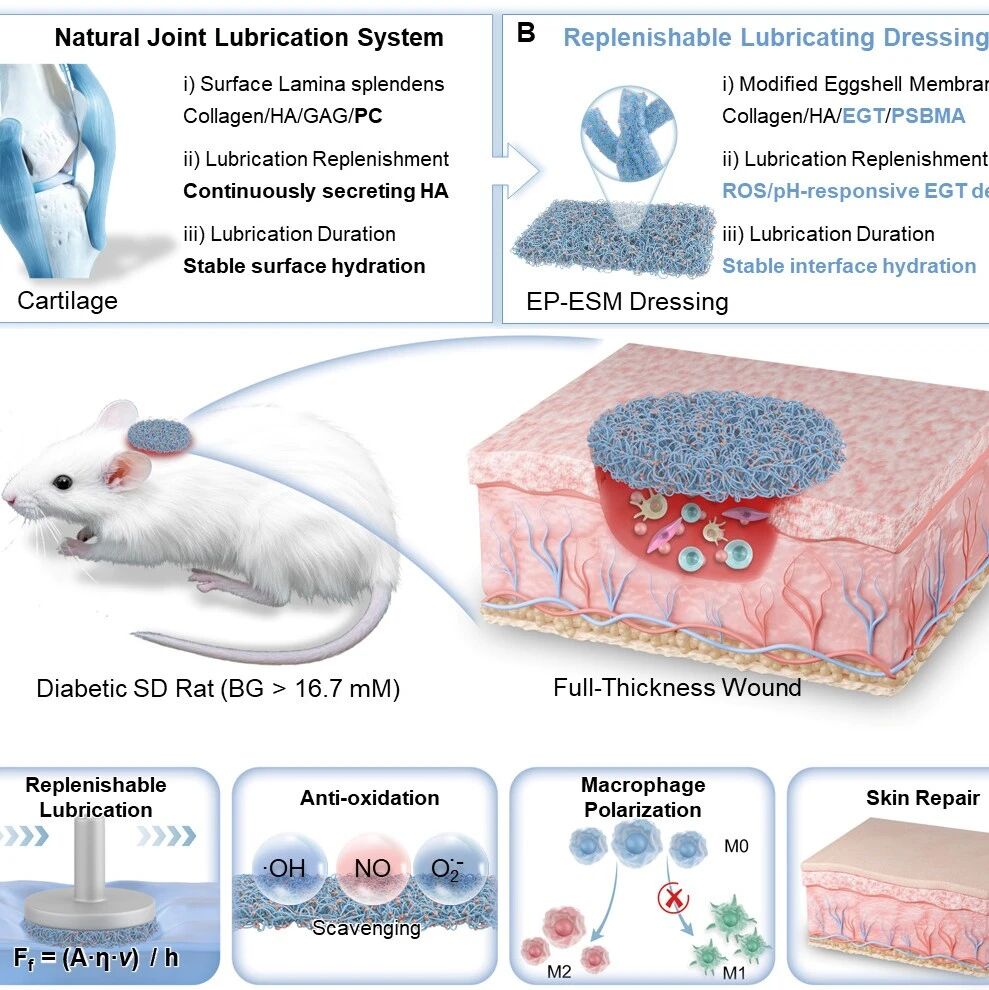 电子科大王德辉、俞鹏/西南交大孙强强《Biomaterials》：聚两性离子敷料补充界面润滑用于创面愈合