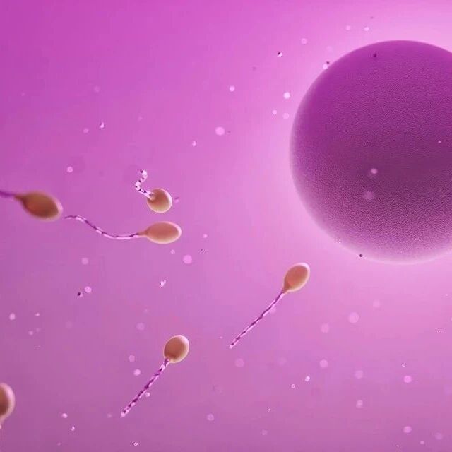 娘胎里埋下的生殖风险！超20年追踪研究：“永久化学品”会损伤精子染色体，成年不育与出生缺陷风险双双升高