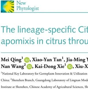 New Phytologist | 华中农业大学郭文武/伍小萌课题组揭示柑橘特异CitmiRn23-CitXS20模块调控无融合生殖新机理