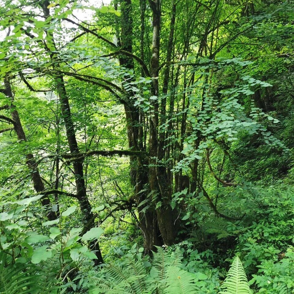 武汉植物园植被生态学研究团队《New Phytologist》最新研究成果！揭示雌雄异株植物开花物候对气候变暖的响应机制