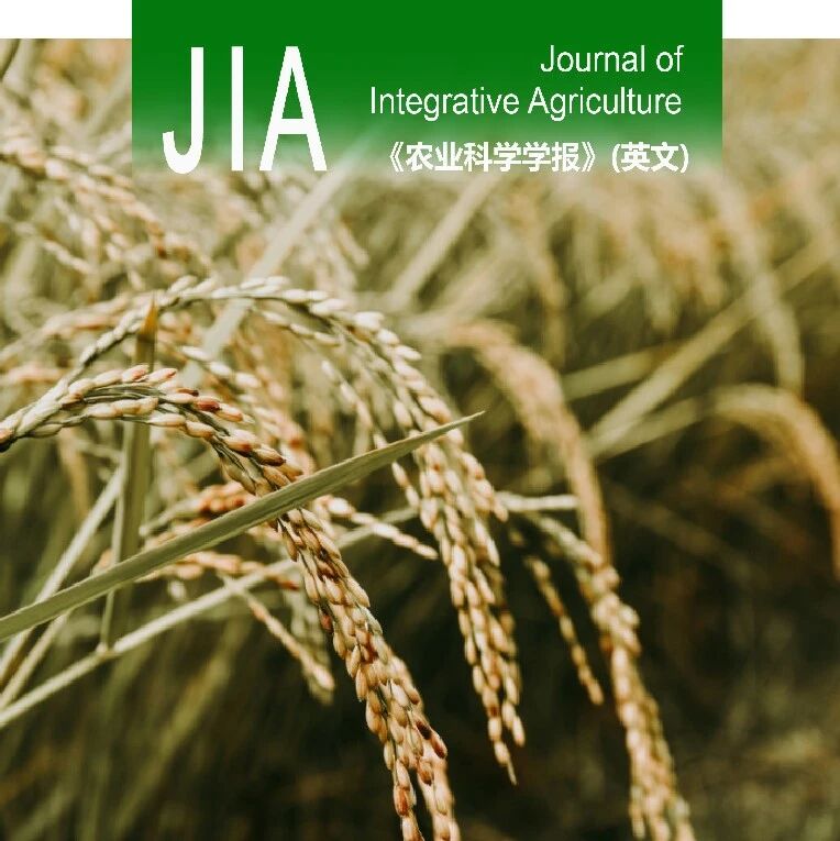 JIA优先在线 | 四川农业大学王强教授团队揭示水稻植保素调控新机制
