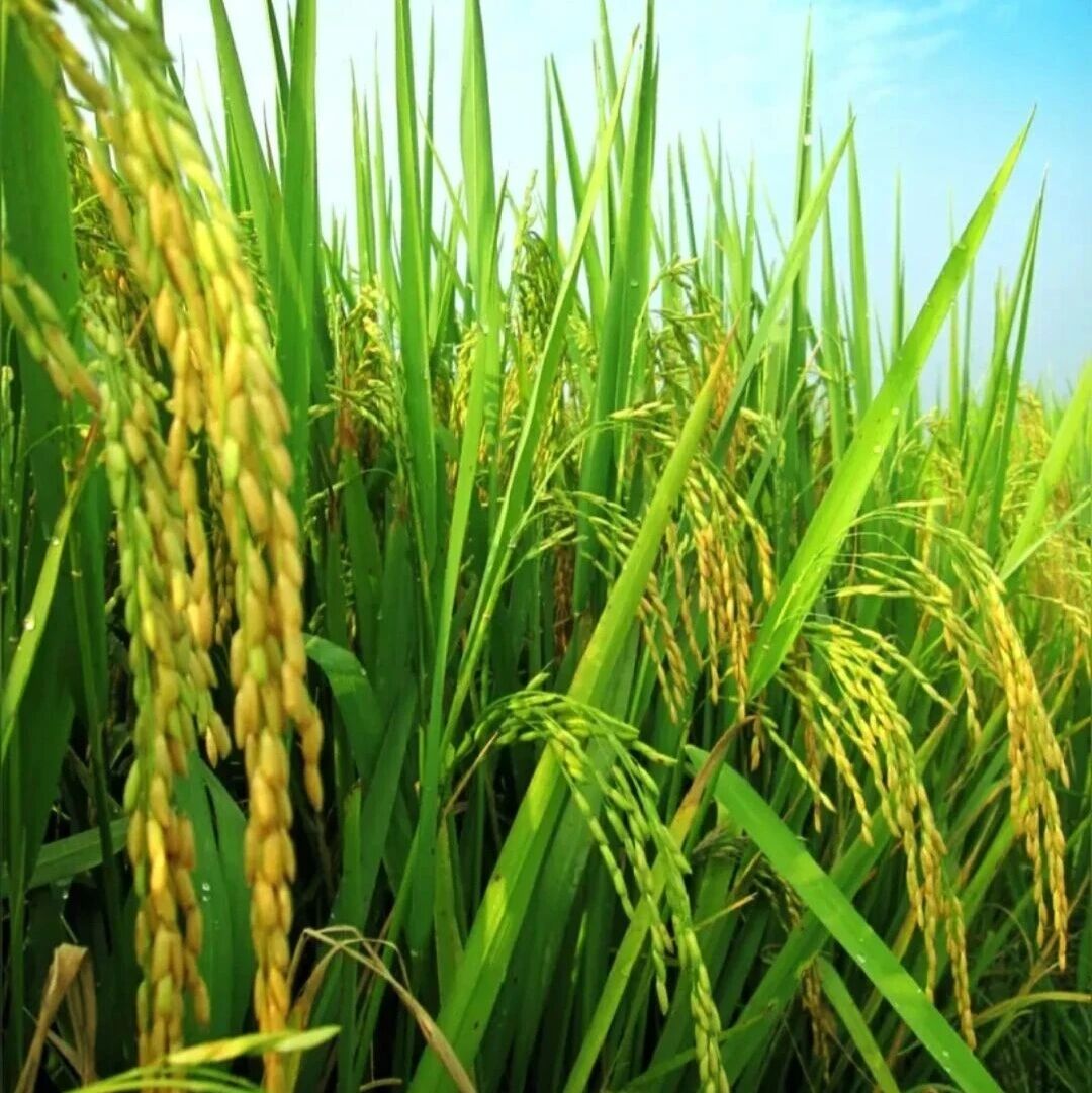 武汉大学龚继明教授一作兼通作发表Molecular Plant论文，提出“修复型水稻”概念