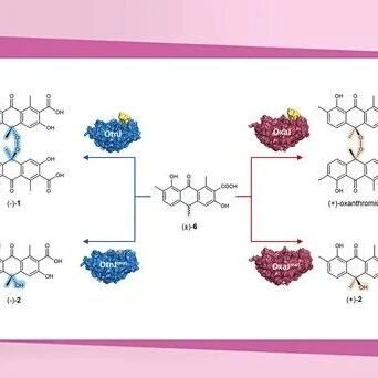 微生物所王罗医/王斌Angew：微生物链过氧化合物的生物合成酶学基础