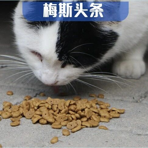 饿上一天，寿命延长超40%？Nature子刊：关键不是饿的时候燃烧脂肪，而是“吃回去”时关掉燃脂开关；而大脑“感觉饿”，还能调整免疫系统