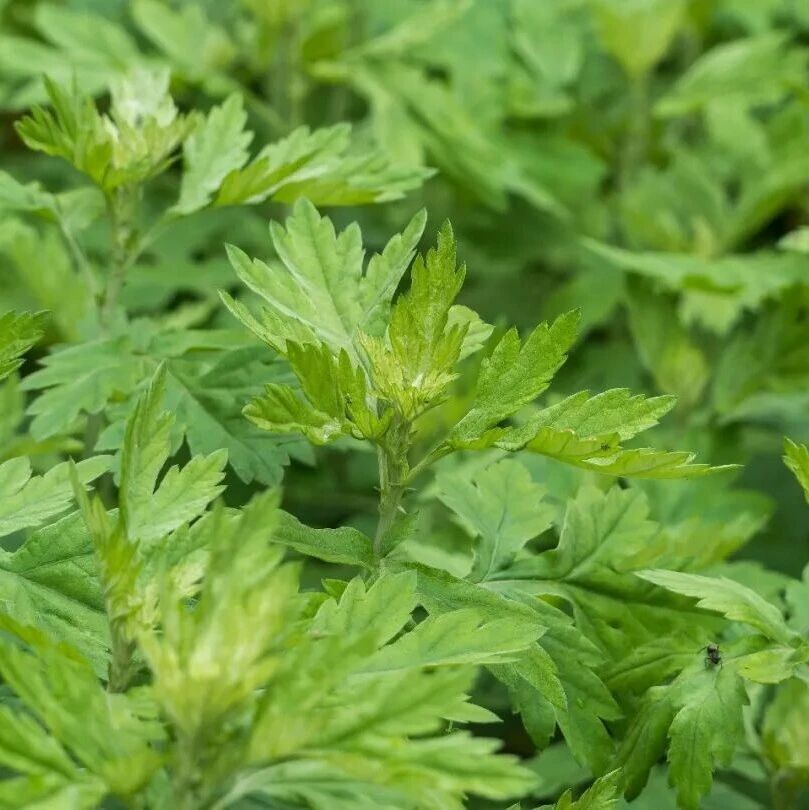 《食品科学》：华中农业大学陈国勋教授、湖北中医药大学杨芳副教授等：蕲艾品种与采收期对其嫩叶食用品质的影响