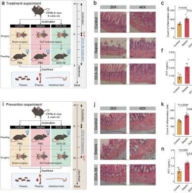 Nat Microbiol | 华中科技大学宁康与合作者揭示治疗儿童脓毒症新策略 ：肠道共生菌来源胆汁酸，重塑肠屏障并缓解炎症