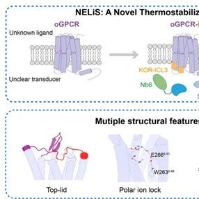 PNAS | 中科院汪胜组和丛尧组合作开发孤儿受体结构解析新策略
