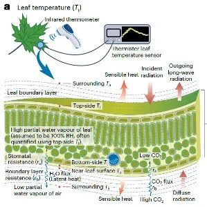 北京大学连旭课题组《Nature Plants》发表最新综述文章！