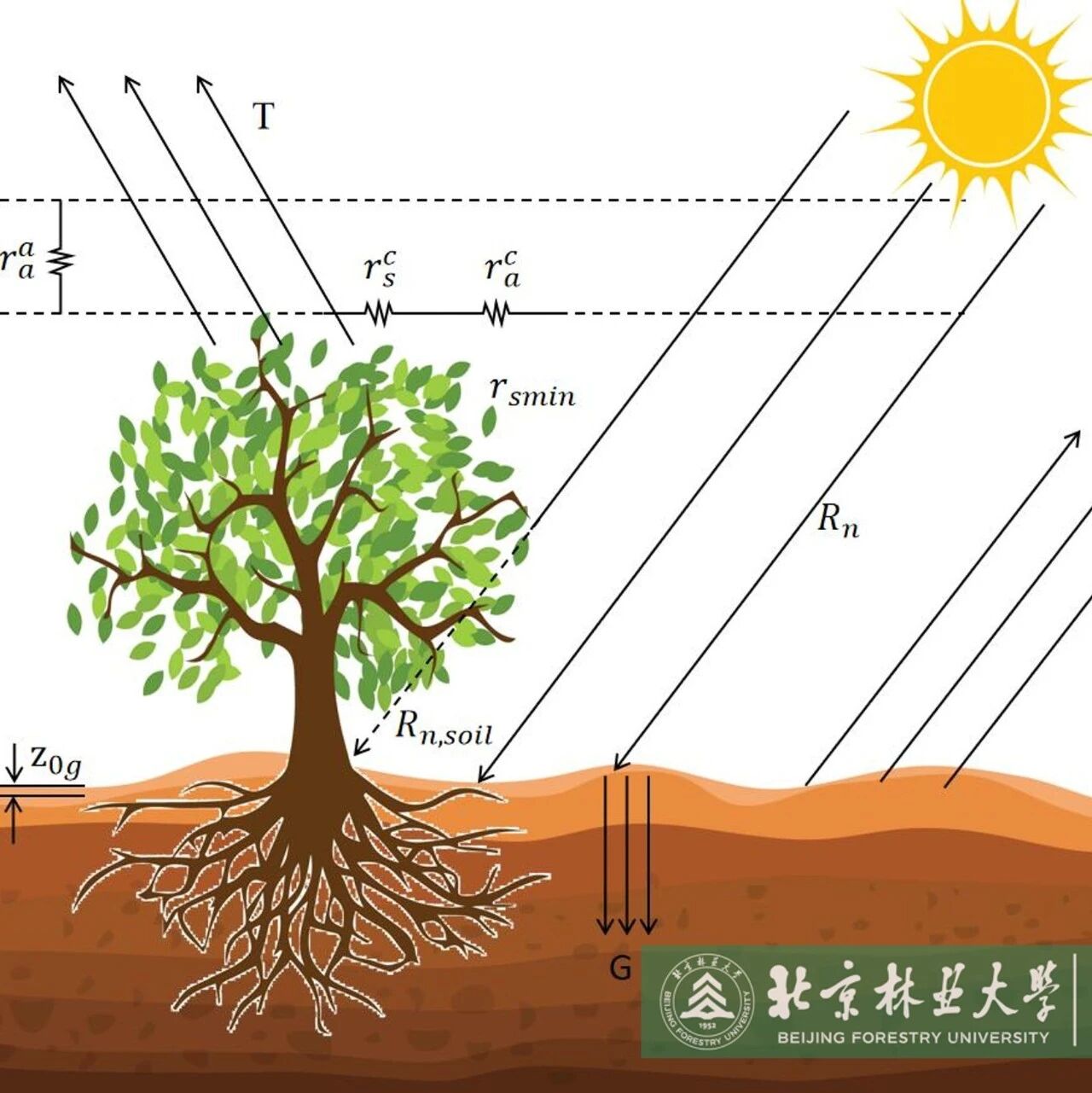 北京林业大学水保学院科研团队在地表水热通量模拟与评估领域取得进展