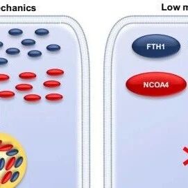 《Autophagy》：GelMA助力！机械信号如何精准调控癌细胞铁死亡