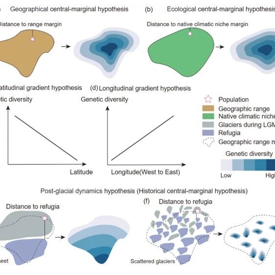 Global Ecology and Biogeography|山东农业大学王年课题组揭示北半球植物遗传多样性空间分布格局及其驱动因素