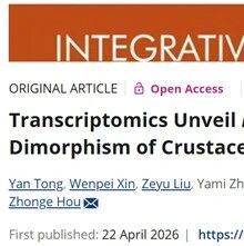 Integrative Zoology 侯仲娥团队揭示钩虾性二型分化的遗传机制