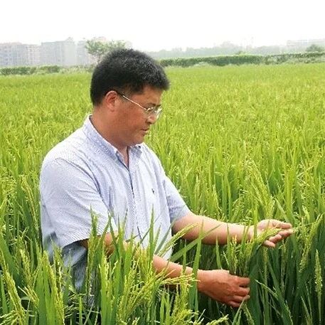 水稻所胡培松院士团队在顶刊（IF=21.1）发表研究成果