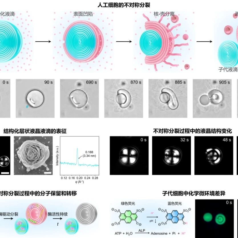 中科院化学所乔燕、王树合作团队 Nature：在人工细胞不对称分裂领域取得重要进展
