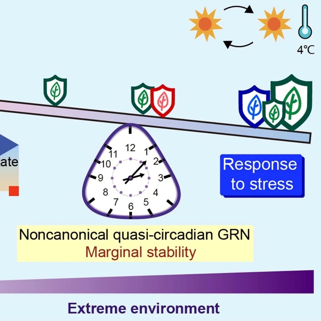 文献解读 | Cell：北京大学生命科学学院王伟课题组首次发现并异源重构草莓新型生物钟基因调控网络