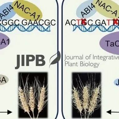JIPB | 安徽农业大学马传喜教授团队揭示TaABI4-TaNAC-A1-TaCYP94-A1模块调控小麦种子休眠的新机制