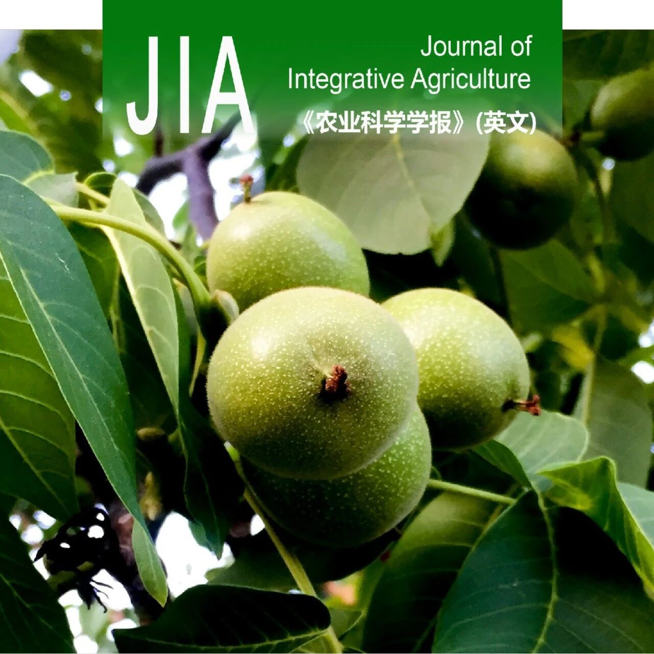 JIA优先上线 | 山东省果树研究所干果团队解析JrMAPK3-JrWRKY22模块介导病程相关基因提高核桃炭疽病抗性分子机制